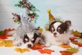 Two adorable chihuahua dogs wearing a New Year conical hat with maple leaves on festive background concept. Happy New Year 2020, Royalty Free Stock Photo