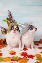 Two adorable chihuahua dogs wearing a New Year conical hat with maple leaves on festive background concept. Happy New Year 2020, Royalty Free Stock Photo