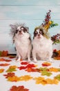 Two adorable chihuahua dogs wearing a New Year conical hat with maple leaves on festive background concept. Happy New Year 2020, Royalty Free Stock Photo