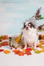 Two adorable chihuahua dogs wearing a New Year conical hat with maple leaves on festive background concept. Happy New Year 2020, Royalty Free Stock Photo