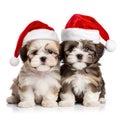 Two adorable Christmas puppies in Santa hat Royalty Free Stock Photo