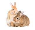 Two adorable cute little red brown easter bunny isolated on white background. Portrait of furry beautiful rabbit. Royalty Free Stock Photo