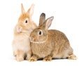 Two adorable cute little red brown easter bunny isolated on white background. Portrait of furry beautiful rabbit. Royalty Free Stock Photo