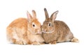 Two adorable cute little red brown easter bunny isolated on white background. Portrait of furry beautiful rabbit Royalty Free Stock Photo