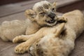 Two adorable cute yellow baby lions sleeping in Surabaya Zoo