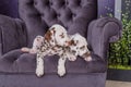 Two adorable dalmatian puppies on a chair idoors Royalty Free Stock Photo