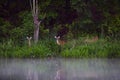 Adorable deer along Piscataway Creek in Maryland standing in the tall grass behind a lake Royalty Free Stock Photo