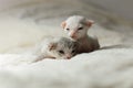 Two adorable devon rex pup cat sit together on bed Royalty Free Stock Photo