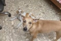 Two adorable dogs looking up at the camera. A female with a brown coat and her younger sibling Royalty Free Stock Photo