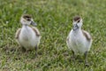 Two adorable ducklings standing in the lush green grass.