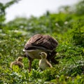 Two adorable ducklings standing with their mother in a green grassy field
