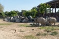 Two adorable elephants walking in Safari Park on the background of stones and green trees