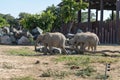 Two adorable elephants walking in Safari Park on the background of stones and green trees Royalty Free Stock Photo