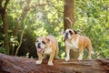 Two adorable English Bulldog on a log in a forest Royalty Free Stock Photo