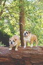 Two adorable English Bulldog on a log in a forest Royalty Free Stock Photo