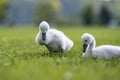 Two adorable fluffy baby swans
