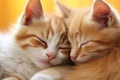 Two adorable fluffy kittens sleep