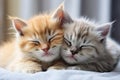 Two Adorable Fluffy Kittens Sleeping