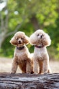 Two adorable French Poodle dogs in a forest