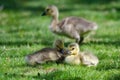 Two Adorable Goslings Resting in the Green Grass