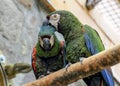 A two adorable green parrots