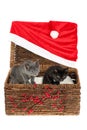 Two adorable, grey and black kittens peeping curiously out of a wicker basket with simple red Christmas decoration - holly berries Royalty Free Stock Photo