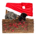 Two adorable, a grey and a black one kittens in wicker basket with huge Santa hat and holly berries branch and , playing with the Royalty Free Stock Photo