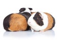 Two adorable guinea pigs Royalty Free Stock Photo