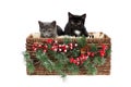 Two adorable two and a half months old kittens, a grey, and a black with white one, sitting in a wicker basket, decorated with Royalty Free Stock Photo