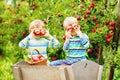 Two adorable happy little kids boys picking and eating red apples on organic farm, autumn outdoors. Funny little Royalty Free Stock Photo