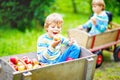 Two adorable happy little kids boys picking and eating red apples on organic farm, autumn outdoors. Funny little Royalty Free Stock Photo