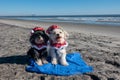 Two adorable Havanese puppies posing in Christmas outfits on a blue towel on the beach at the edge of the ocean Royalty Free Stock Photo