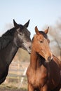 Two adorable horses nuzzling each other Royalty Free Stock Photo