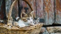 Two adorable kittens are curled up in a wicker basket, their curious gazes fixed on something outside Royalty Free Stock Photo