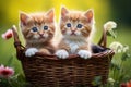 Two adorable kittens enjoying the outdoors as they sit in a basket filled with lush green grass, Three kittens in a basket with a Royalty Free Stock Photo