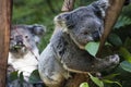 Two adorable koalas munching on eucalyptus leaves