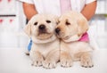 Two adorable labrador puppy dogs lying together on the table Royalty Free Stock Photo