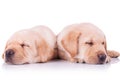 Two adorable labrador retriever puppy dogs sleeping Royalty Free Stock Photo