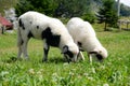 Two adorable lambs grazing in green meadow. Animals on the farm. Young sheep on green field. Lambs eating grass on pasture. Livest Royalty Free Stock Photo