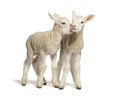 Two adorable lambs showing affection on white background Royalty Free Stock Photo
