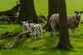 Two Adorable Lambs Stood Next to Their Adult Mother in a Field. Royalty Free Stock Photo