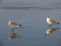 Two adorable Laughing gull standing in shallow water by Anna Maria Island, Florida Royalty Free Stock Photo