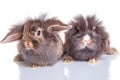 Two adorable lion head rabbit bunnys lying down