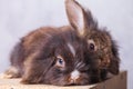 Two adorable lion head rabbit bunnys lying