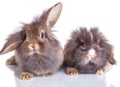 Two adorable lion head rabbit bunnys sitting