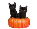 Kittens in orange pumpkin basket isolated on white Royalty Free Stock Photo