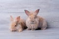 Two adorable little brown bunny rabbit with relaxation action and stay on gray wooden pattern background Royalty Free Stock Photo