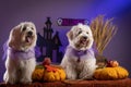 Two adorable little dogs wearing festive Halloween costumes next to pumpkins Royalty Free Stock Photo