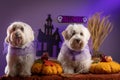 Two adorable little dogs wearing festive Halloween costumes next to pumpkins Royalty Free Stock Photo