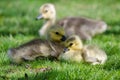 Two Adorable Little Goslings Resting in the Green Grass